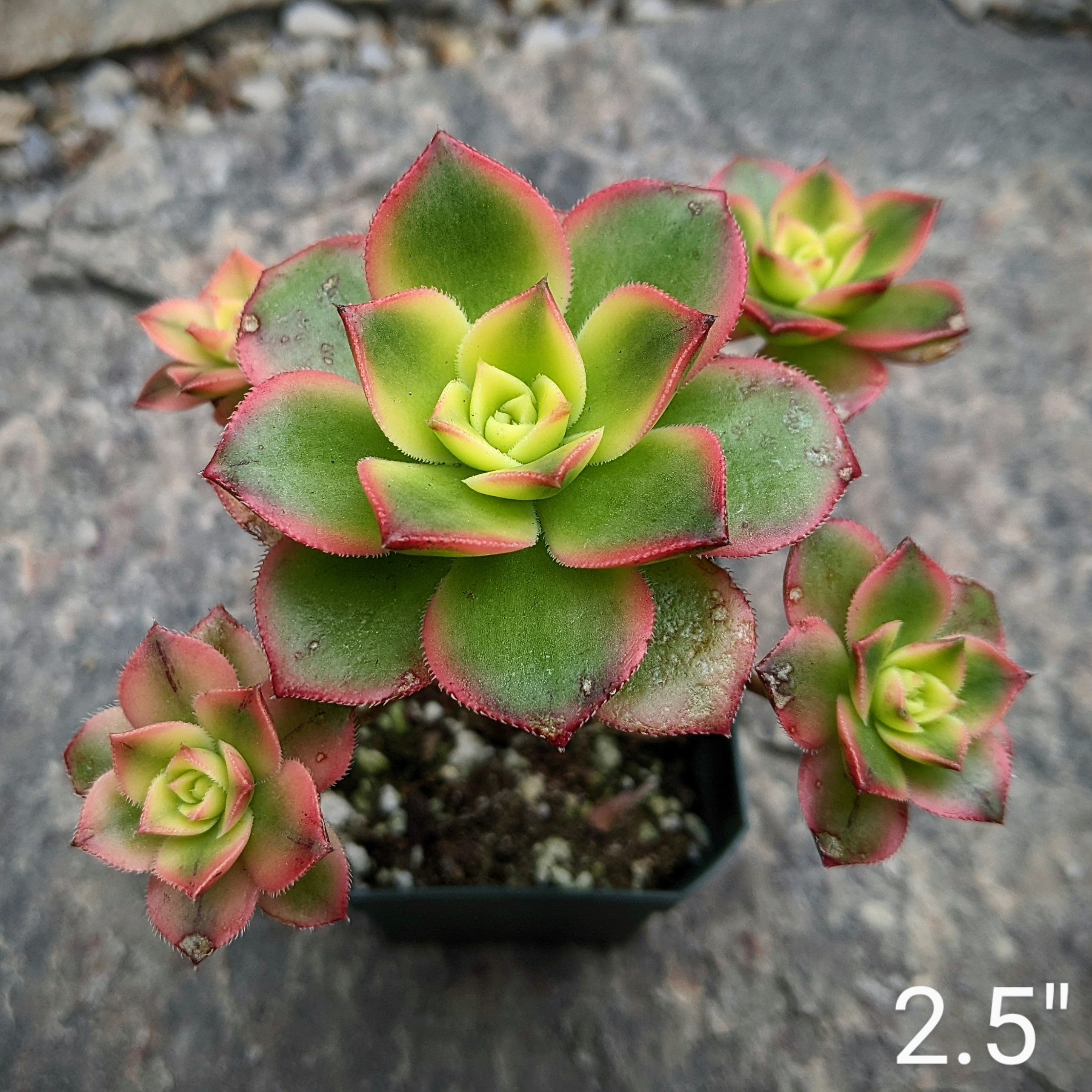 kiwi succulent plant Buy Aeonium 'Kiwi' – Colourful, Rosette-Shaped Succulent for Your Collection – Grow Something