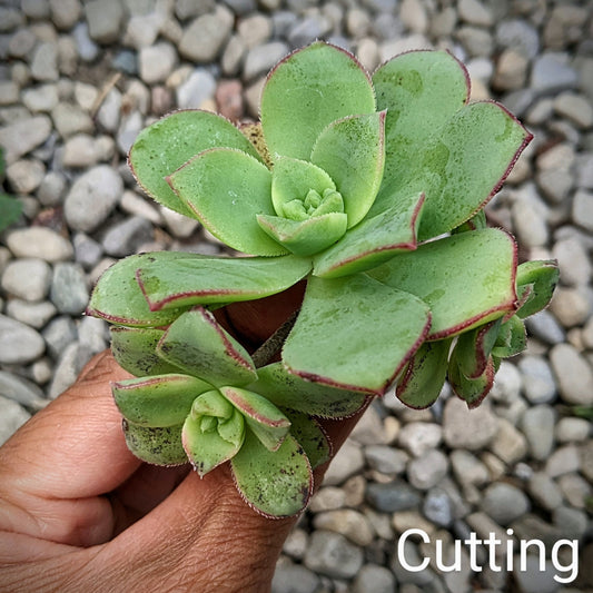 Aeonium Haworthii aka Haworth's Aeonium