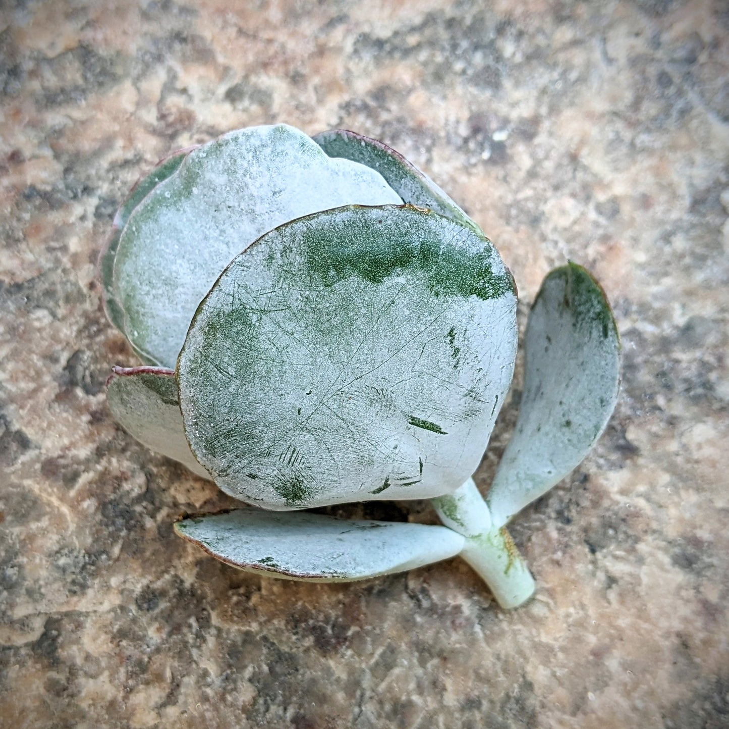 Cotyledon Orbiculata 'Mucronata'