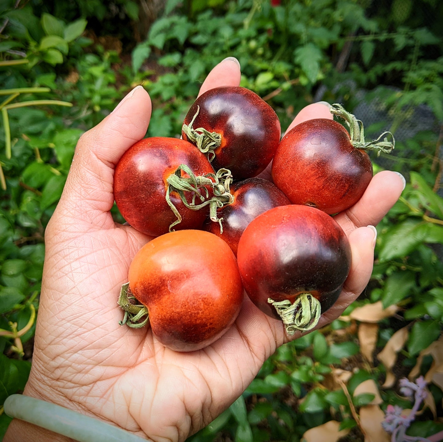 Indigo Rose Tomato