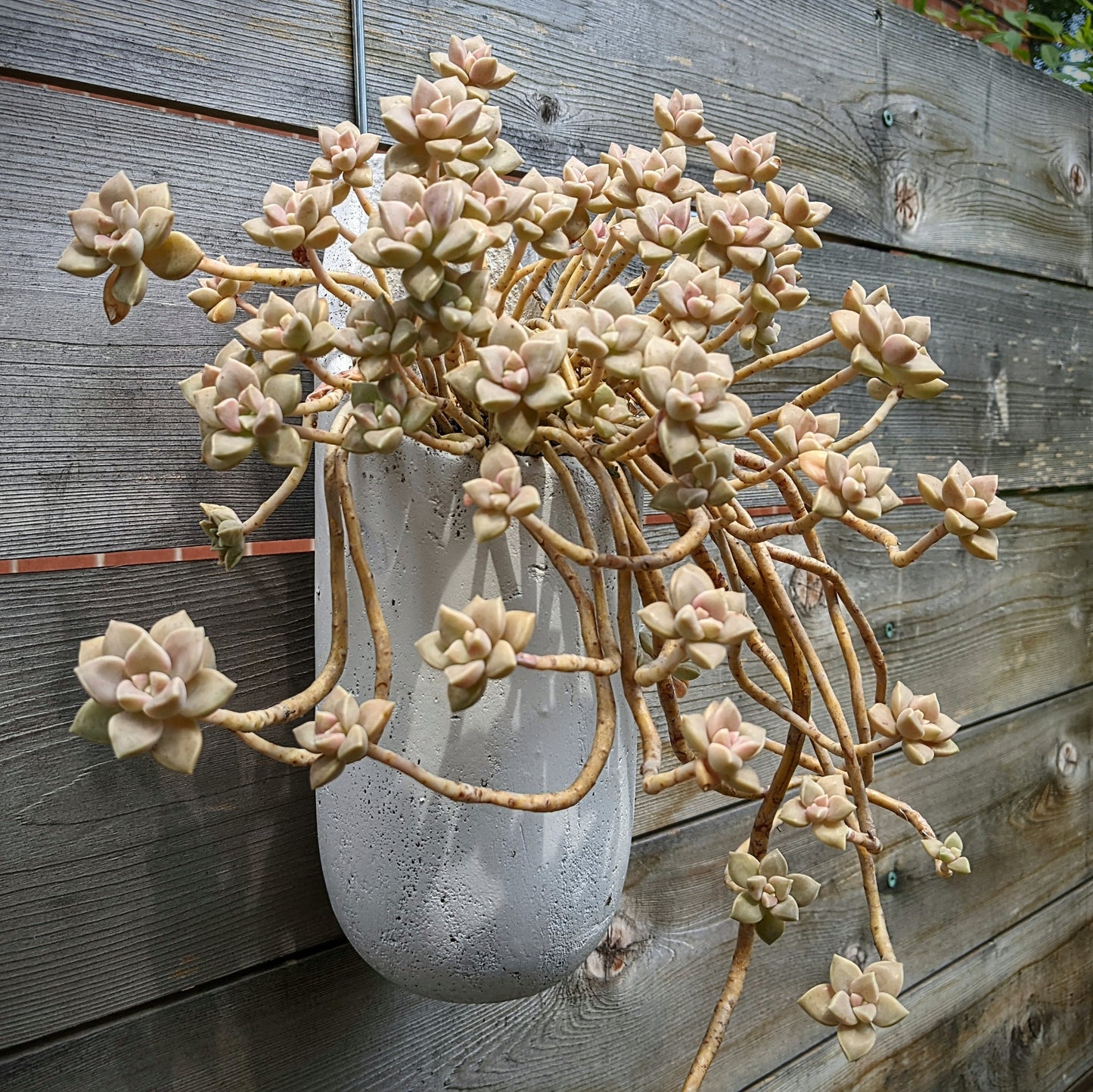 Graptopetalum Paraguayense Subsp. Bernalense