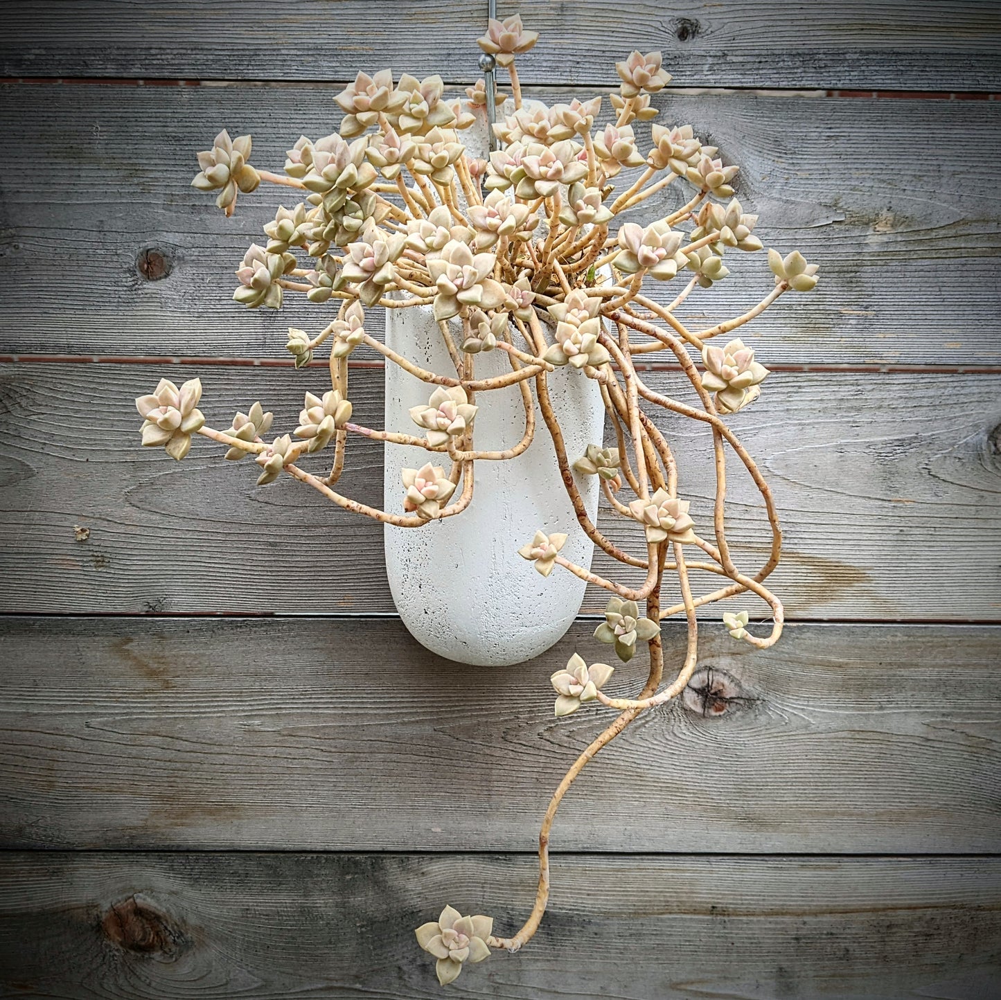 Graptopetalum Paraguayense Subsp. Bernalense