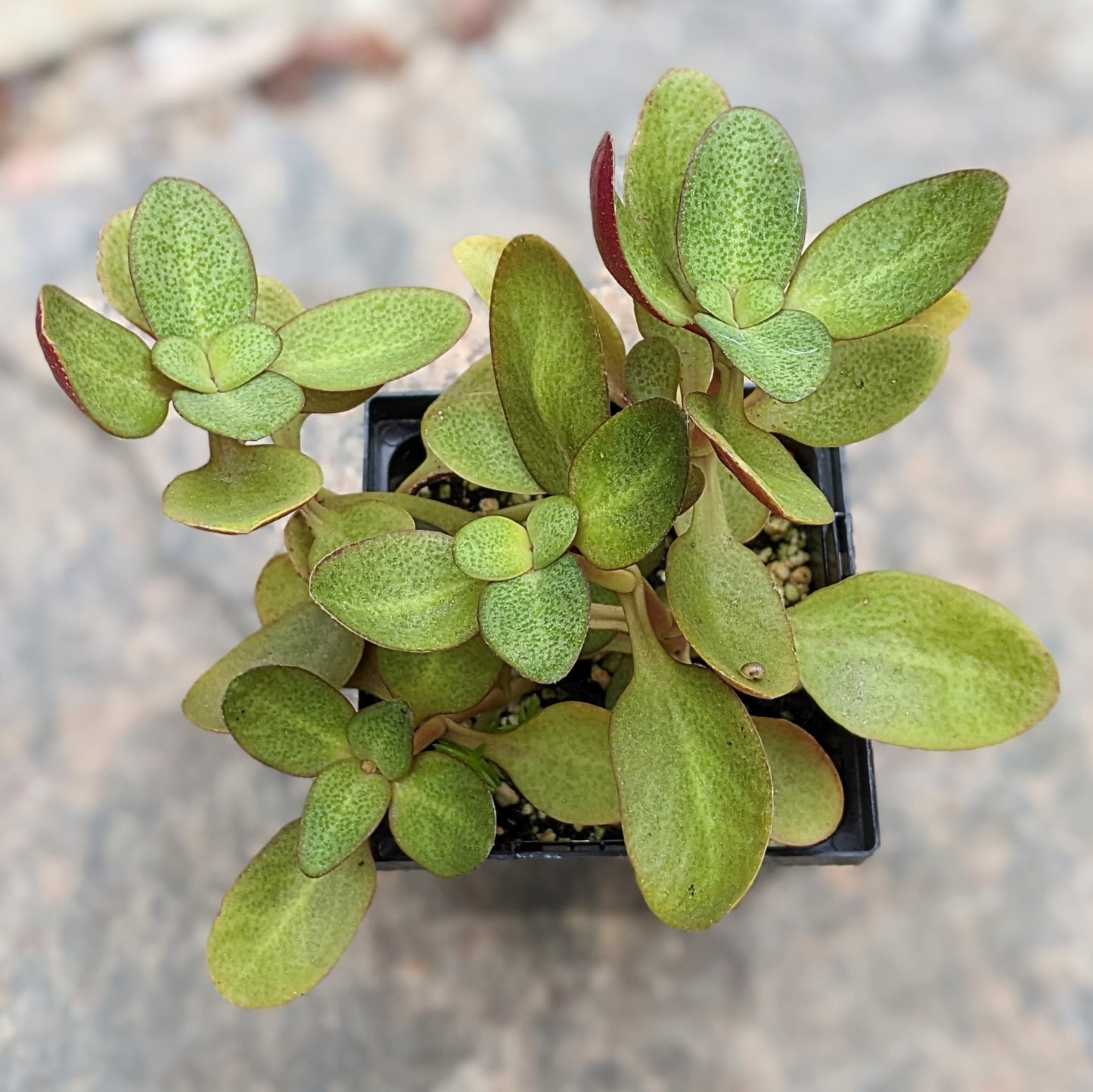 Crassula Streyii