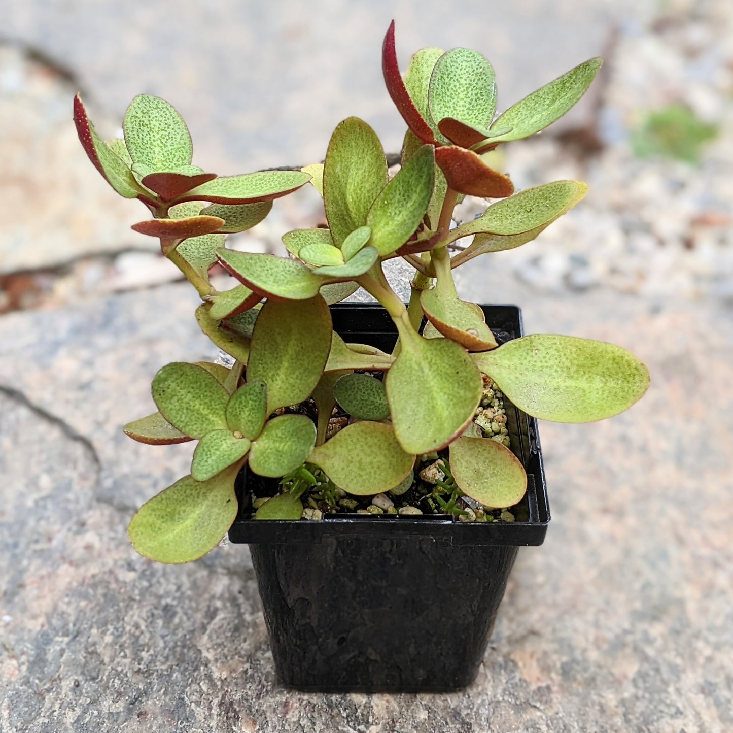 Crassula Streyii