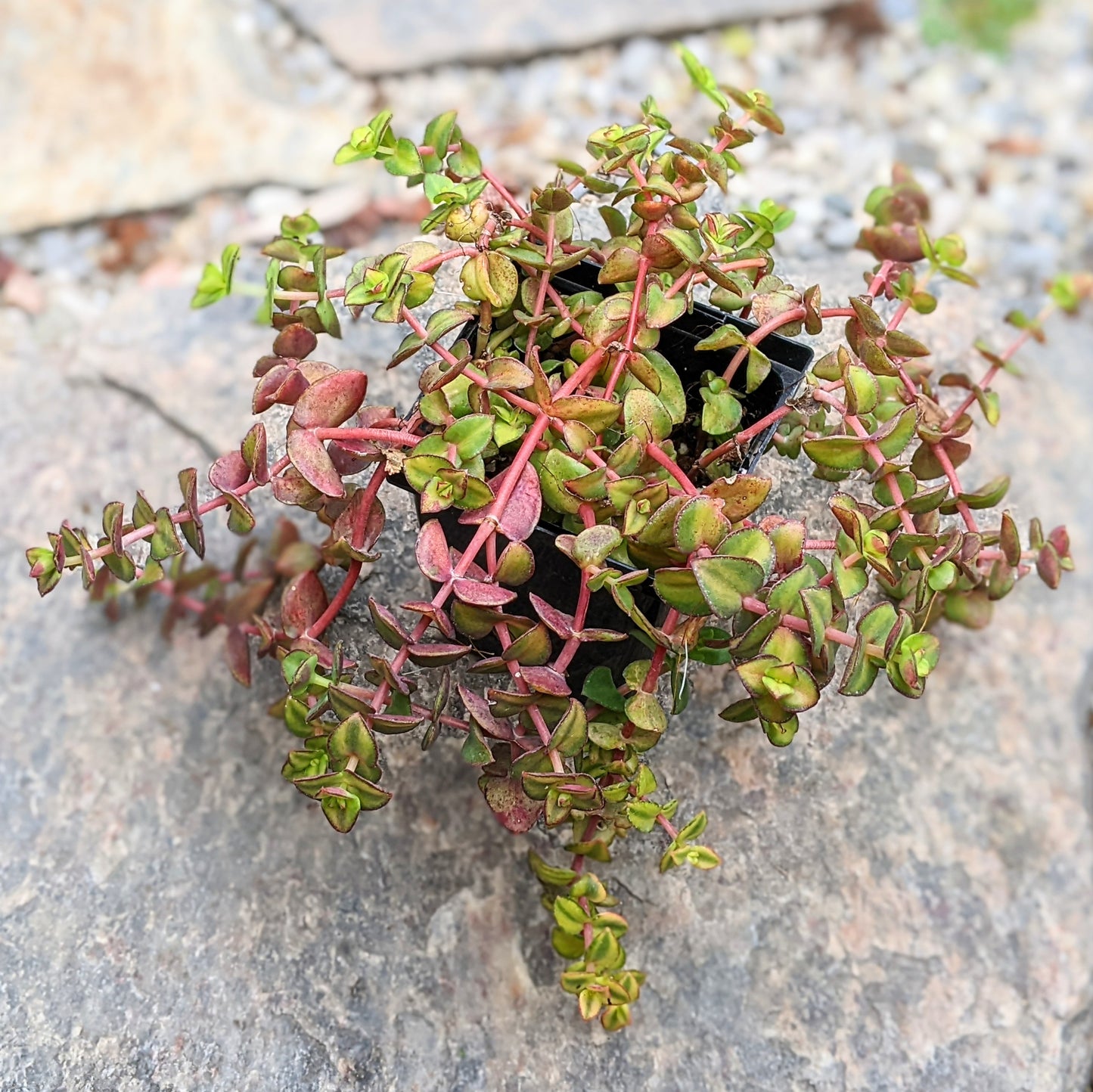 Crassula Pellucida - Green Variegation