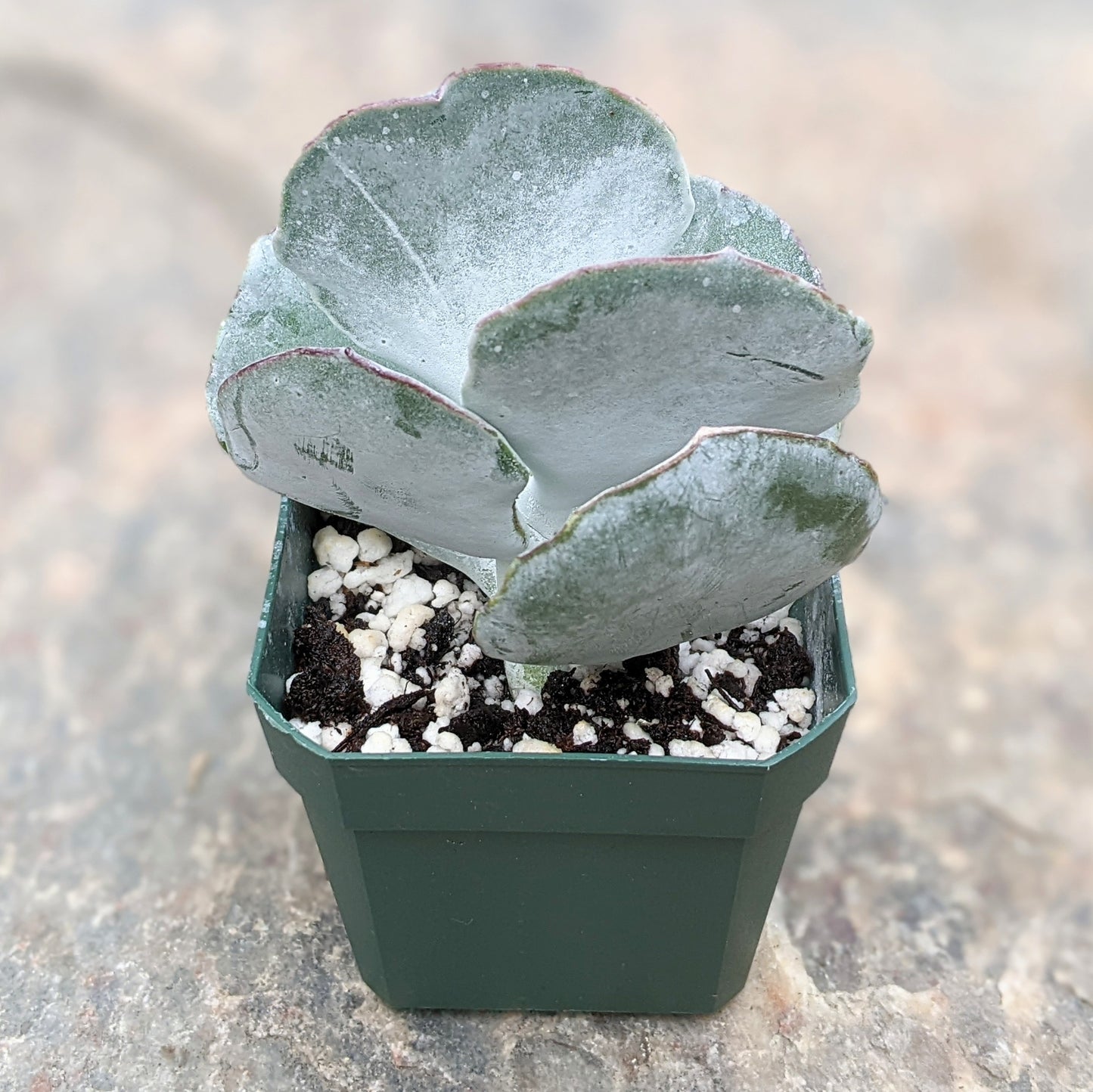 Cotyledon Orbiculata 'Mucronata'