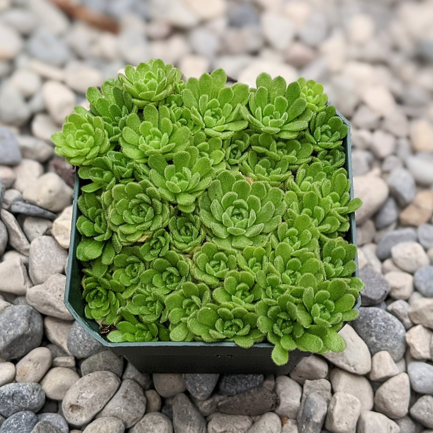 Rosularia Aizoon