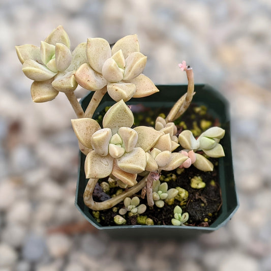 Graptopetalum Paraguayense Subsp. Bernalense