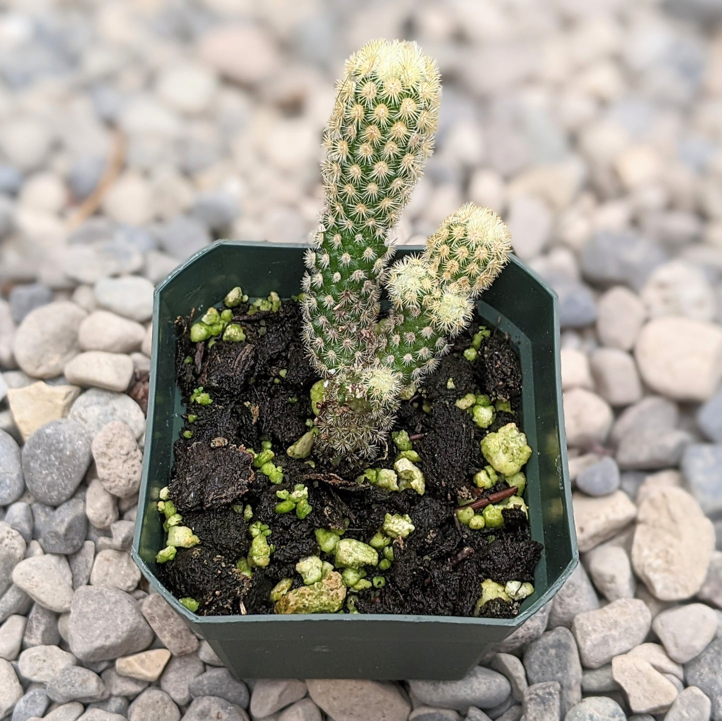 Mammillaria Gracilis Species