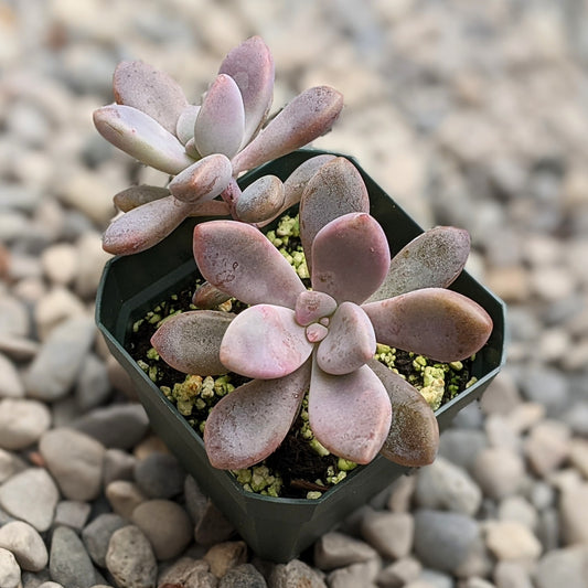 Graptopetalum 'Murasaki'