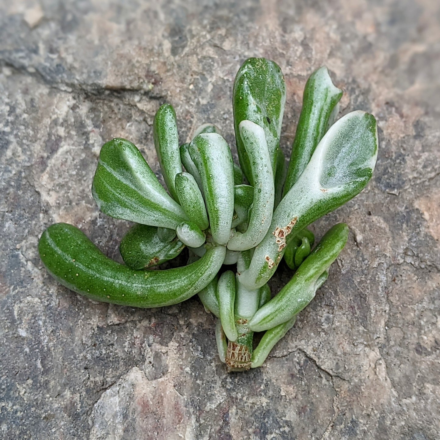 Crassula Ovata Gollum Variegated