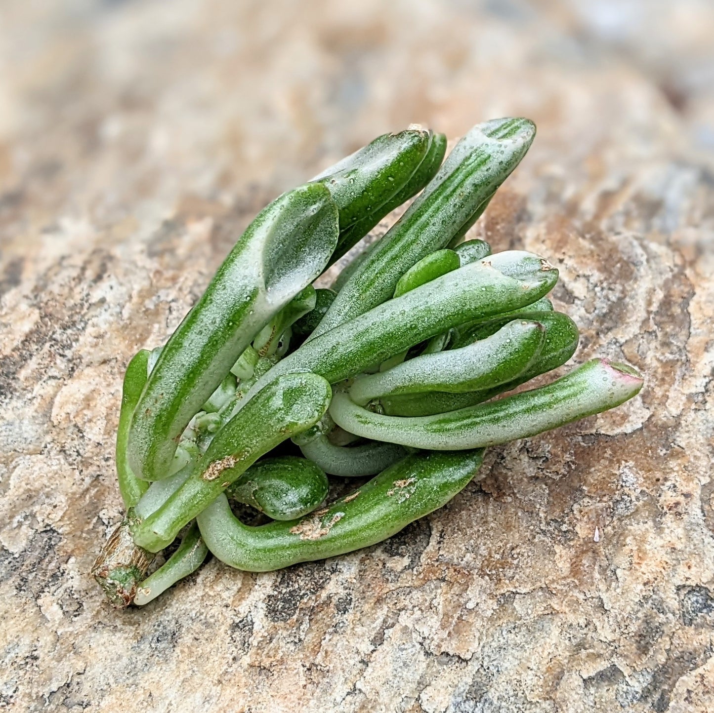 Crassula Ovata Gollum Variegated