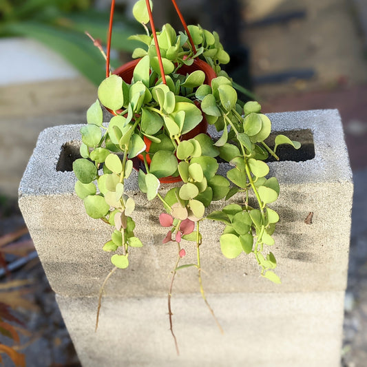 Dischidia “Geri”