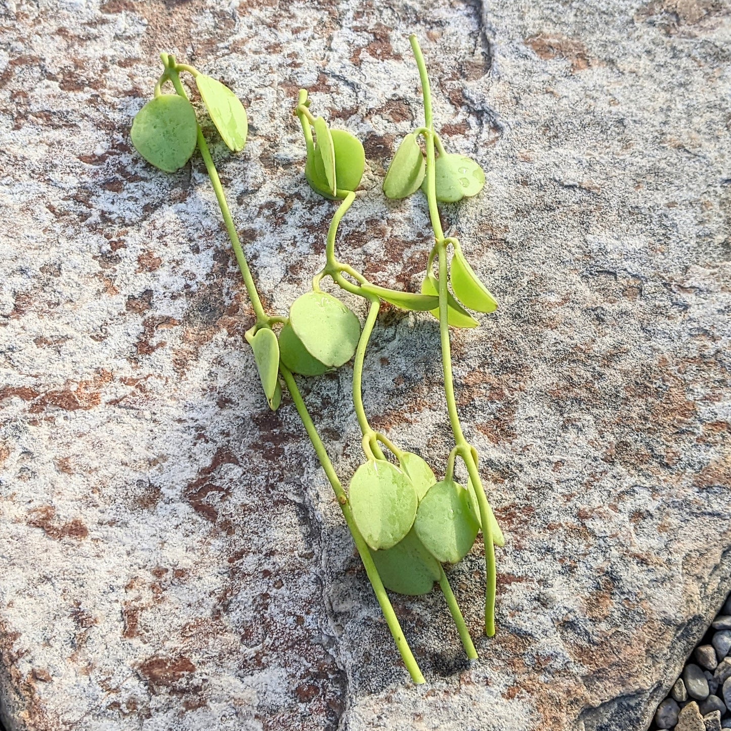Dischidia “Geri”