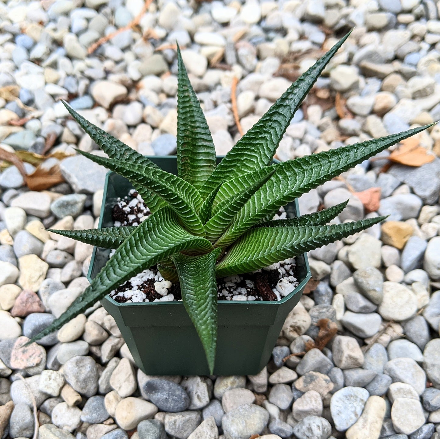 Haworthia Limifolia Spiralis