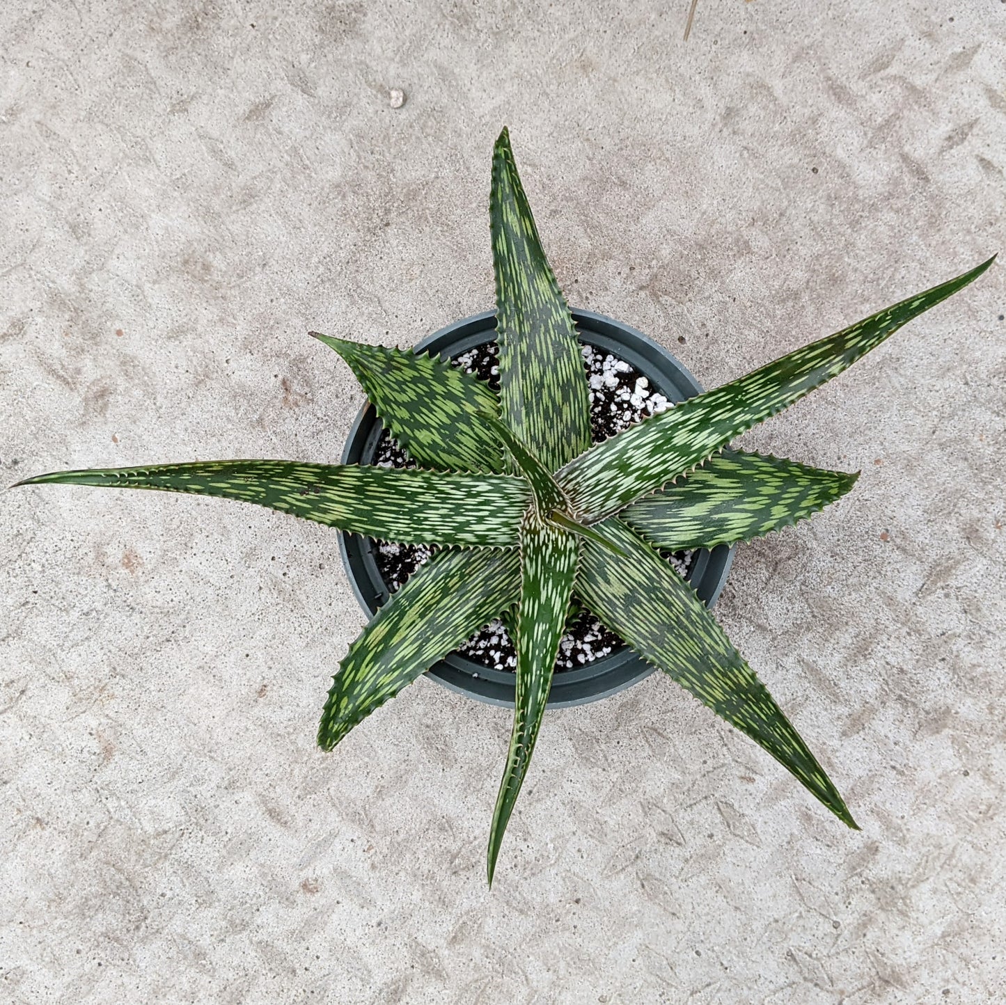 Aloe Harlana