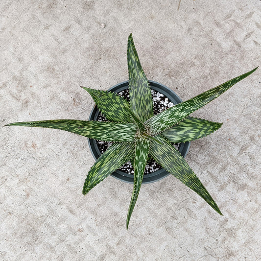 Aloe Harlana