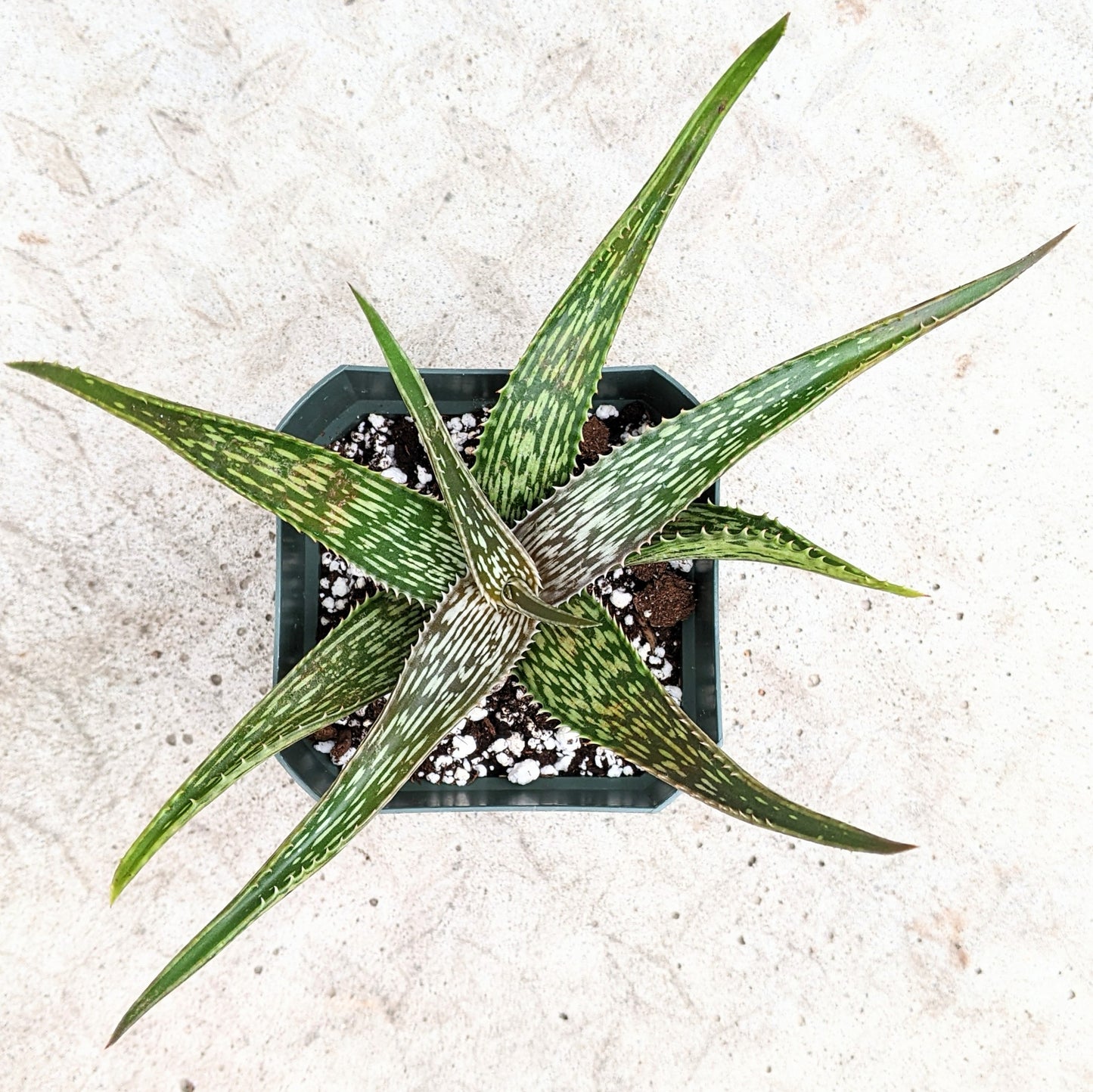 Aloe Harlana