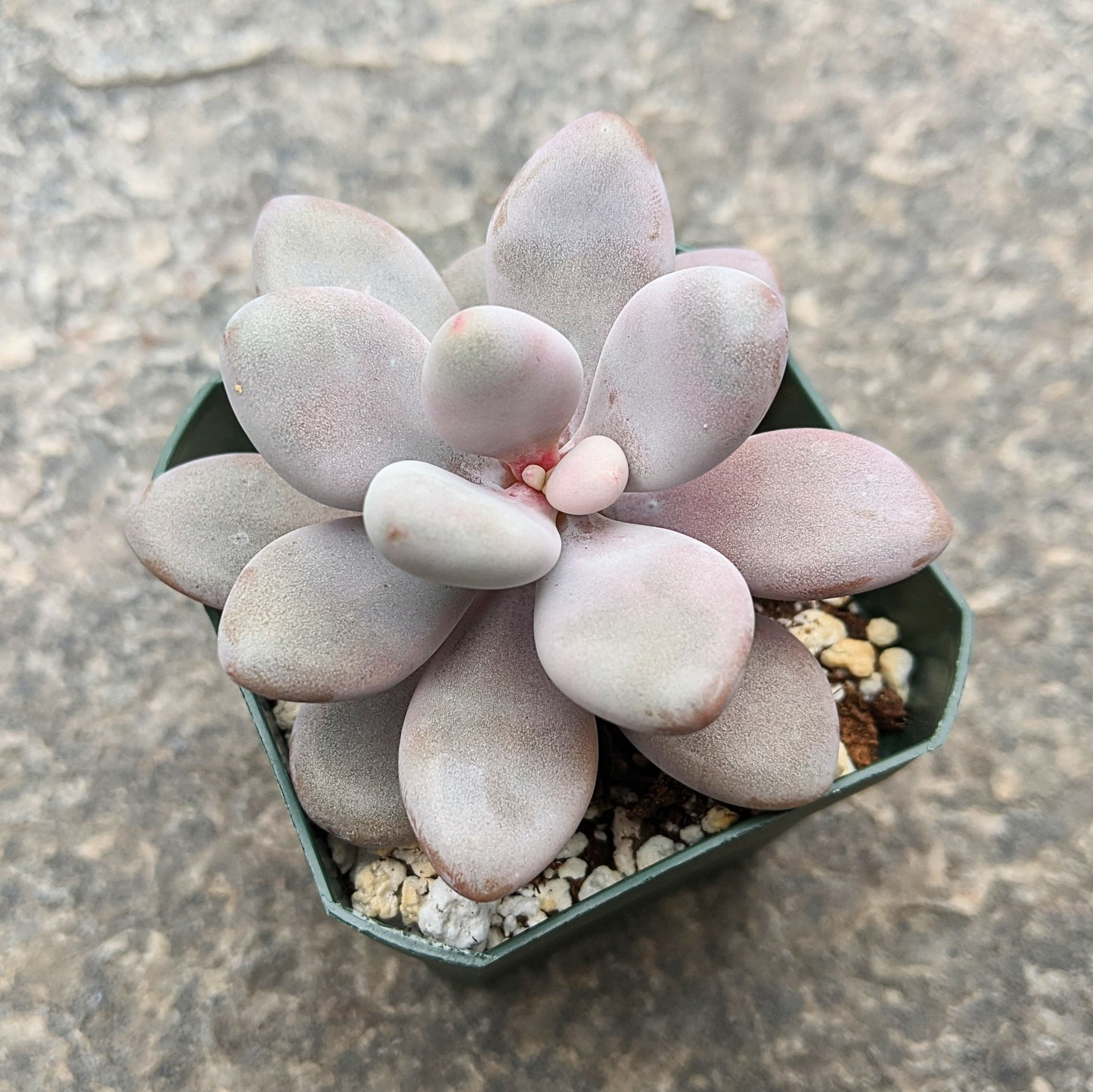 Graptopetalum Amethystinum - Lavender Pebbles