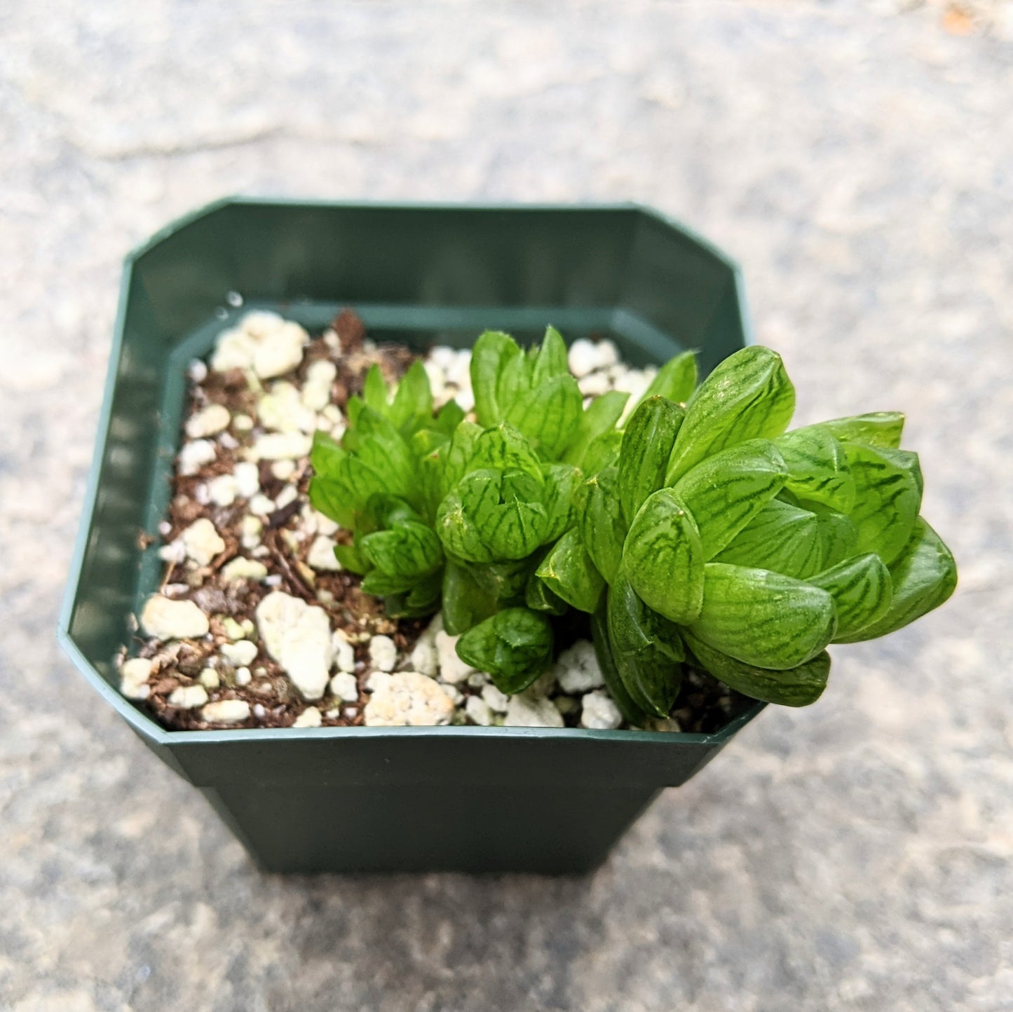 Haworthia Species 01