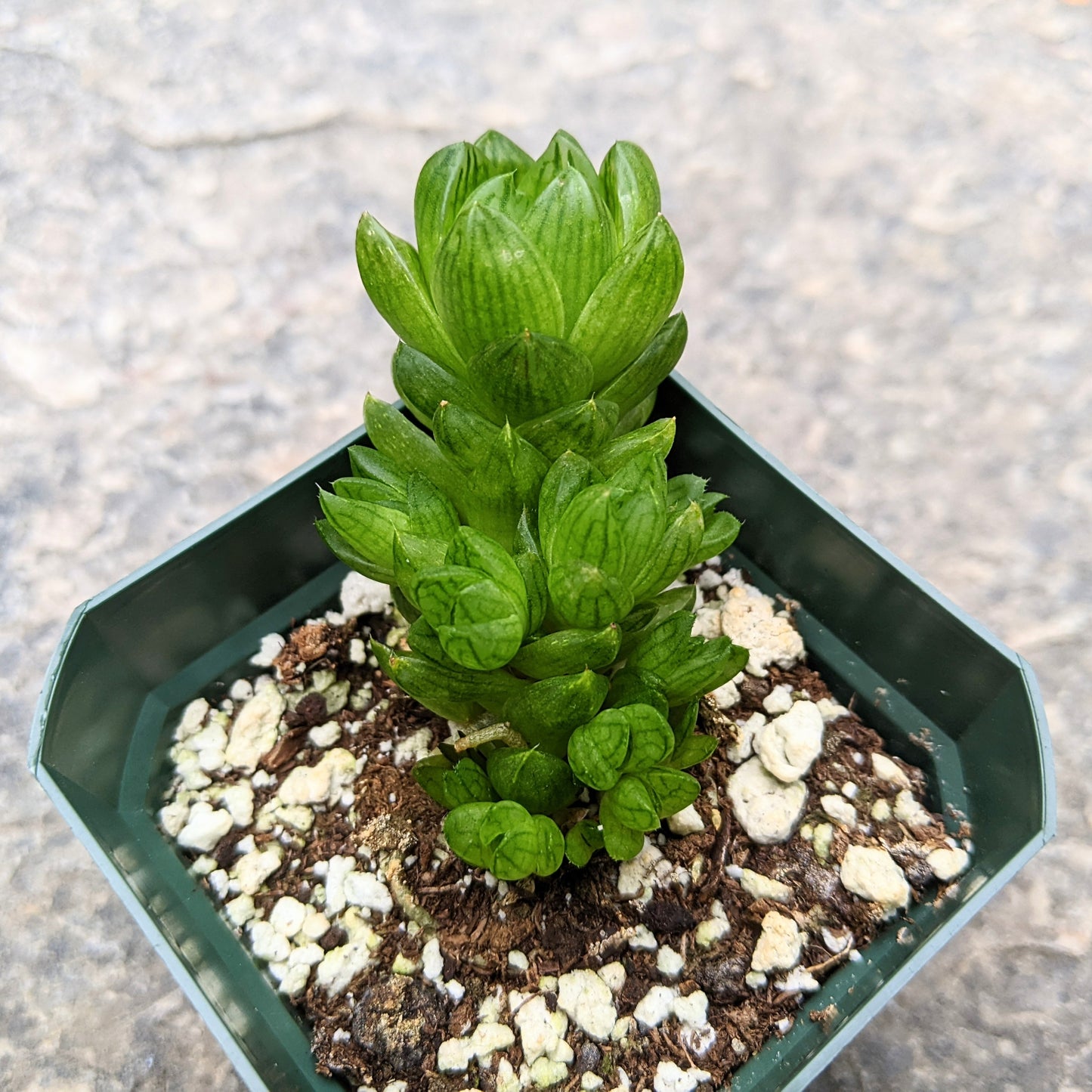 Haworthia Species 01