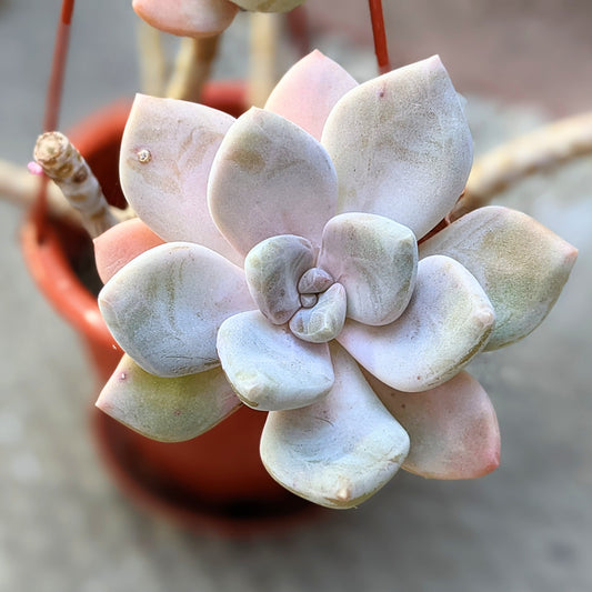 Pachyphytum 'Pink Bunny'