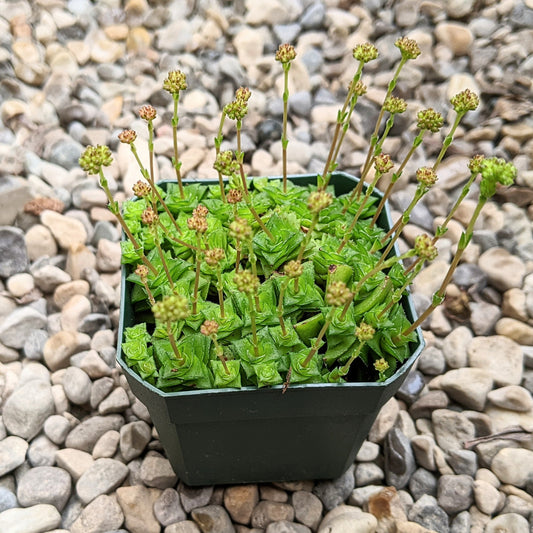 Crassula Socialis