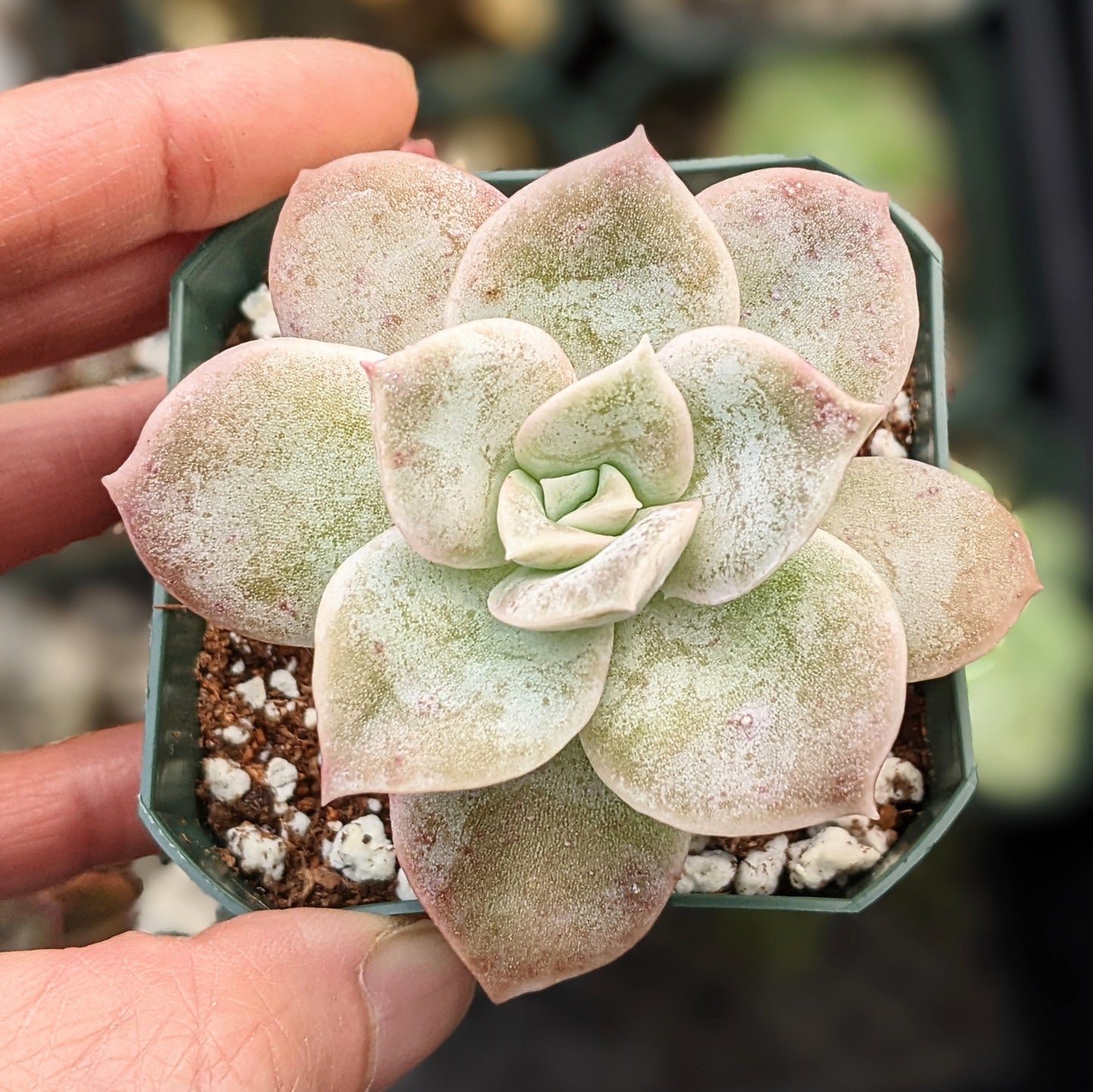 Graptoveria 'Fantome'