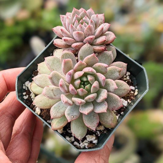 Echeveria Chrissy n Ryan