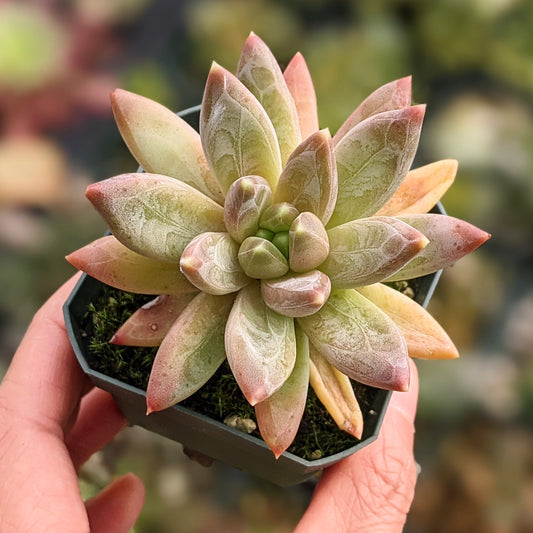 Pachyphytum Brevifolium