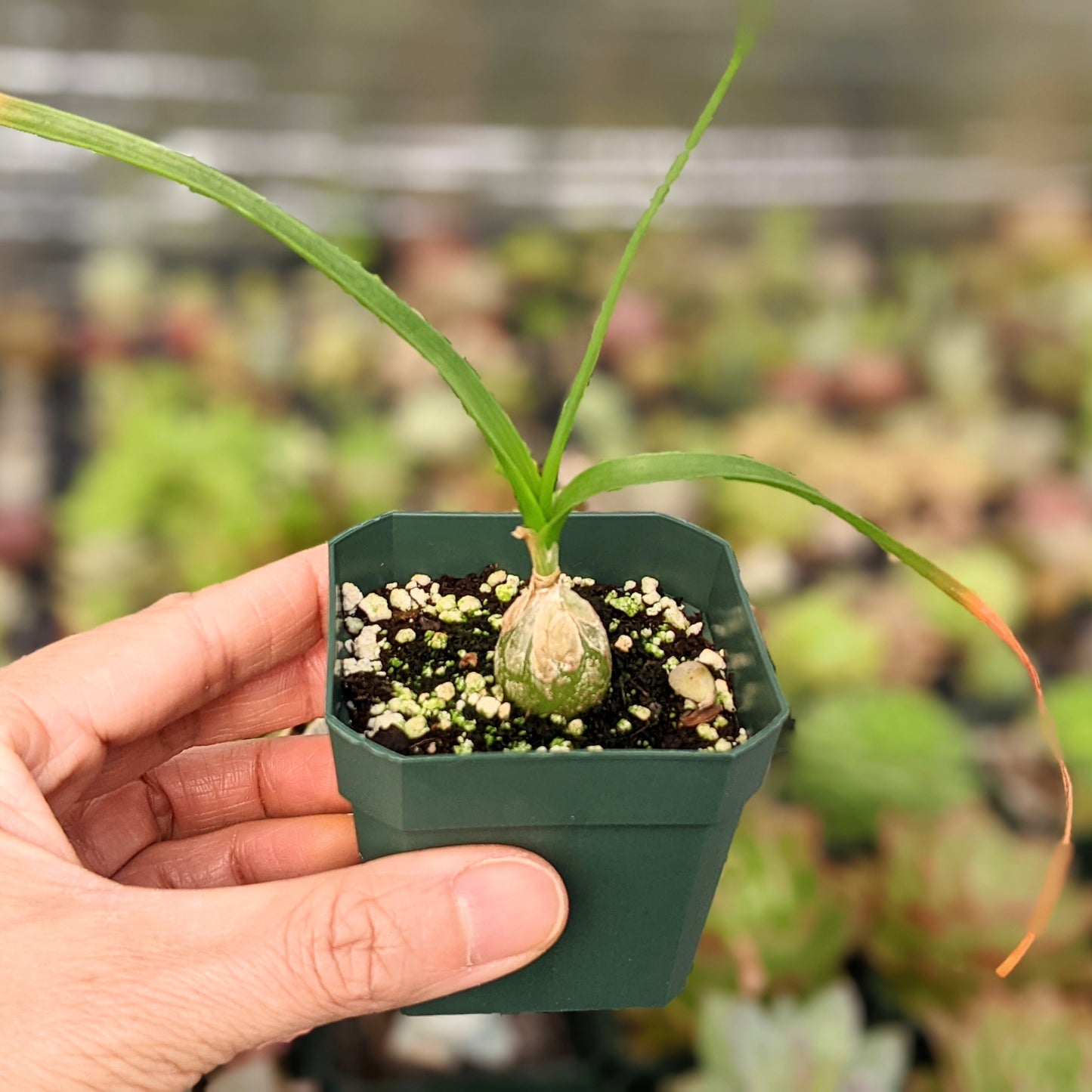 Ornithogalum Longibracteatum - "Pregnant Onion" - “False Sea Onion”