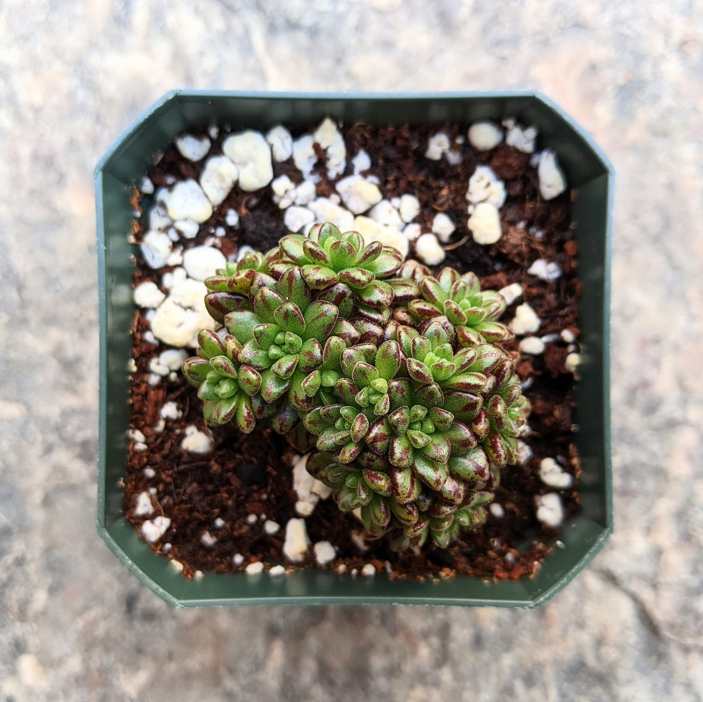 Aeonium Sedifolium