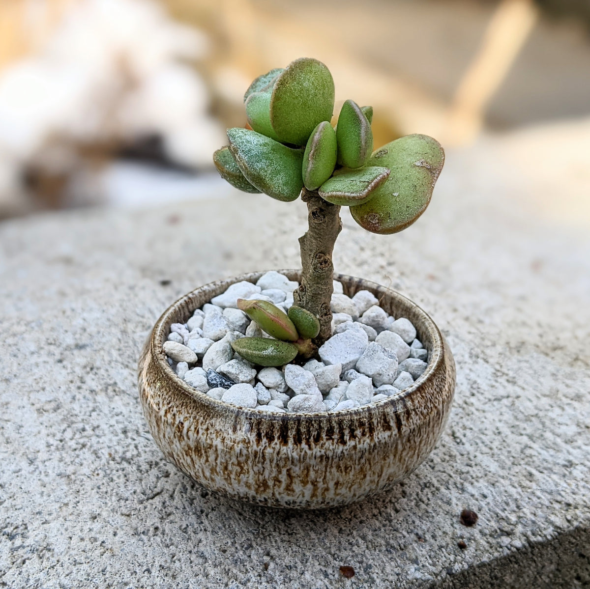 Adromischus Shuldtianus Arrangement