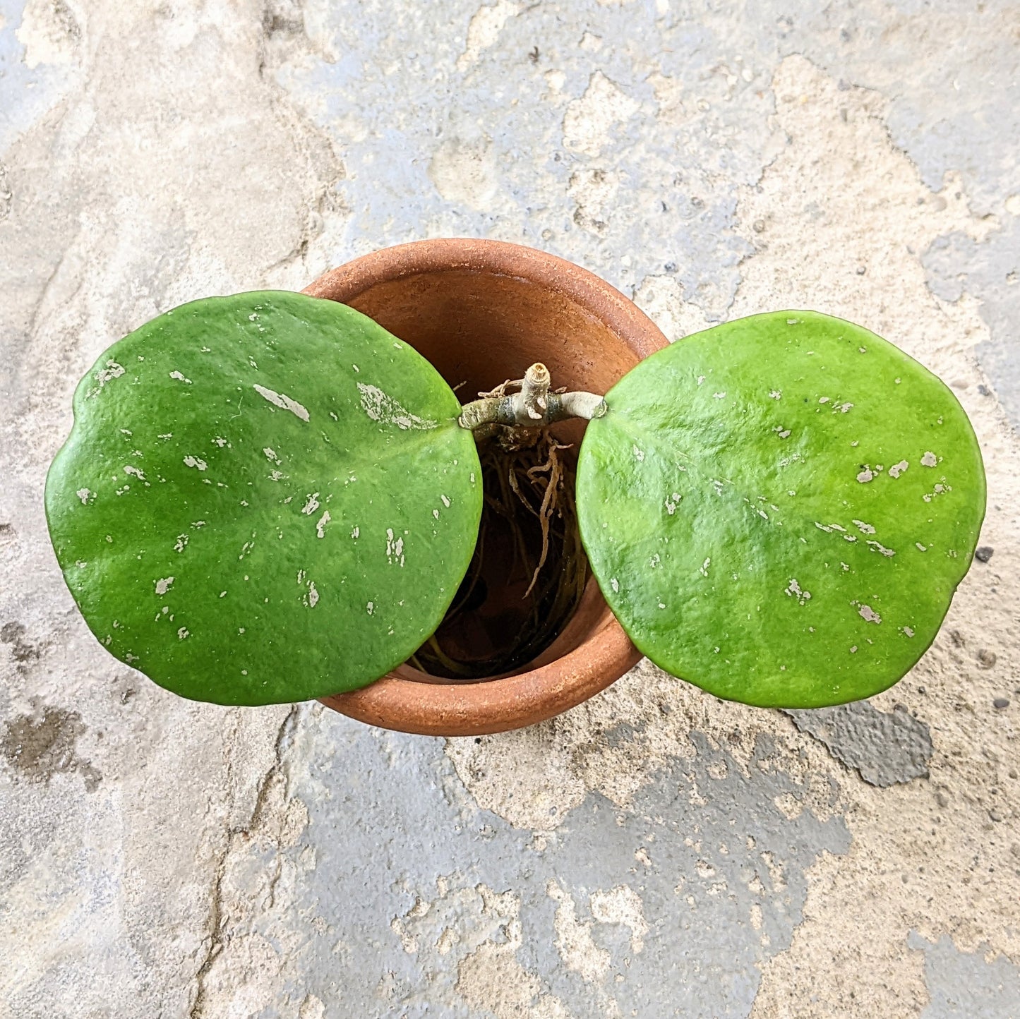 Hoya Obovata