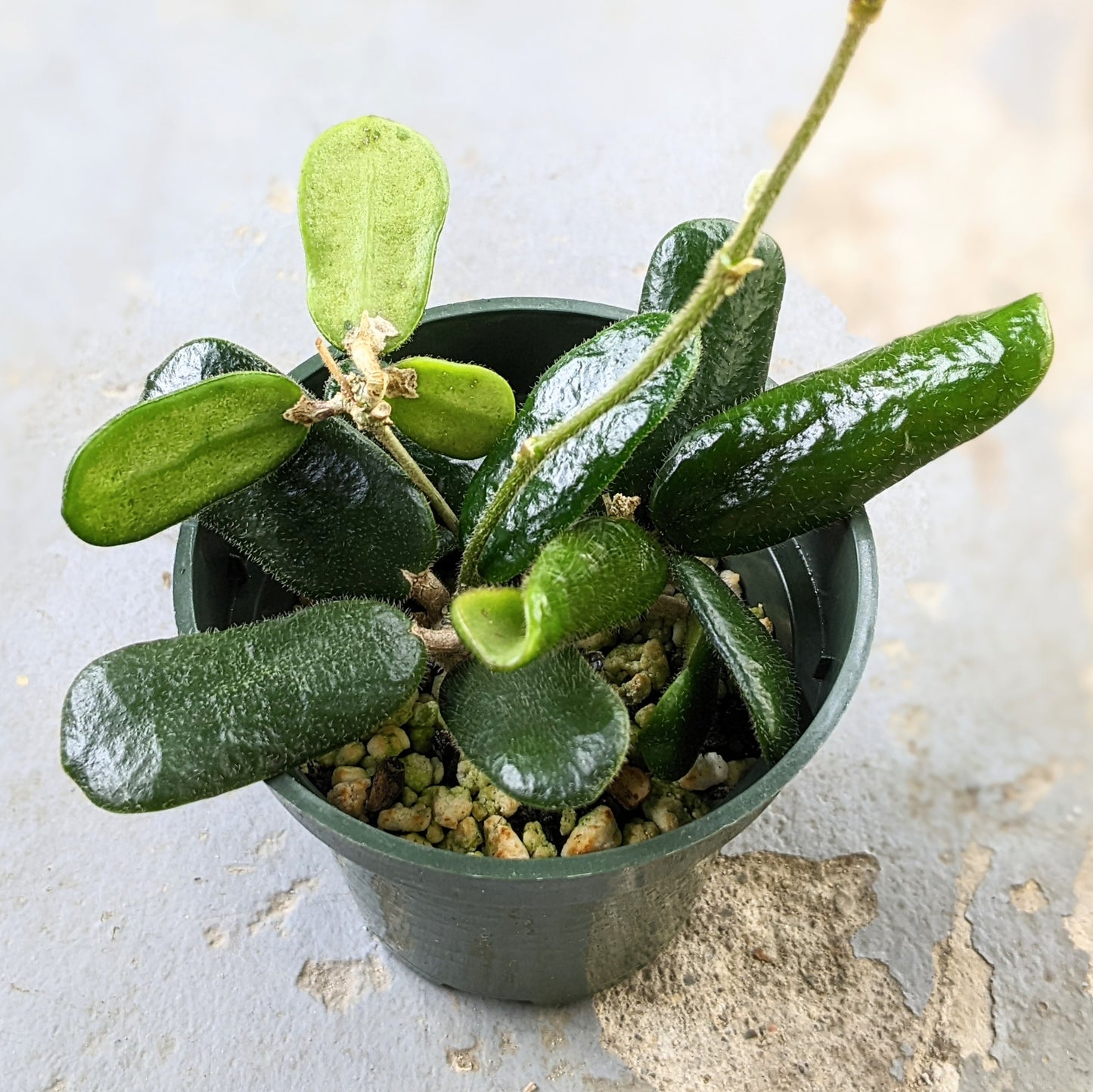 Hoya Rotundiflora