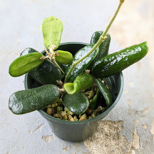 Hoya Rotundiflora