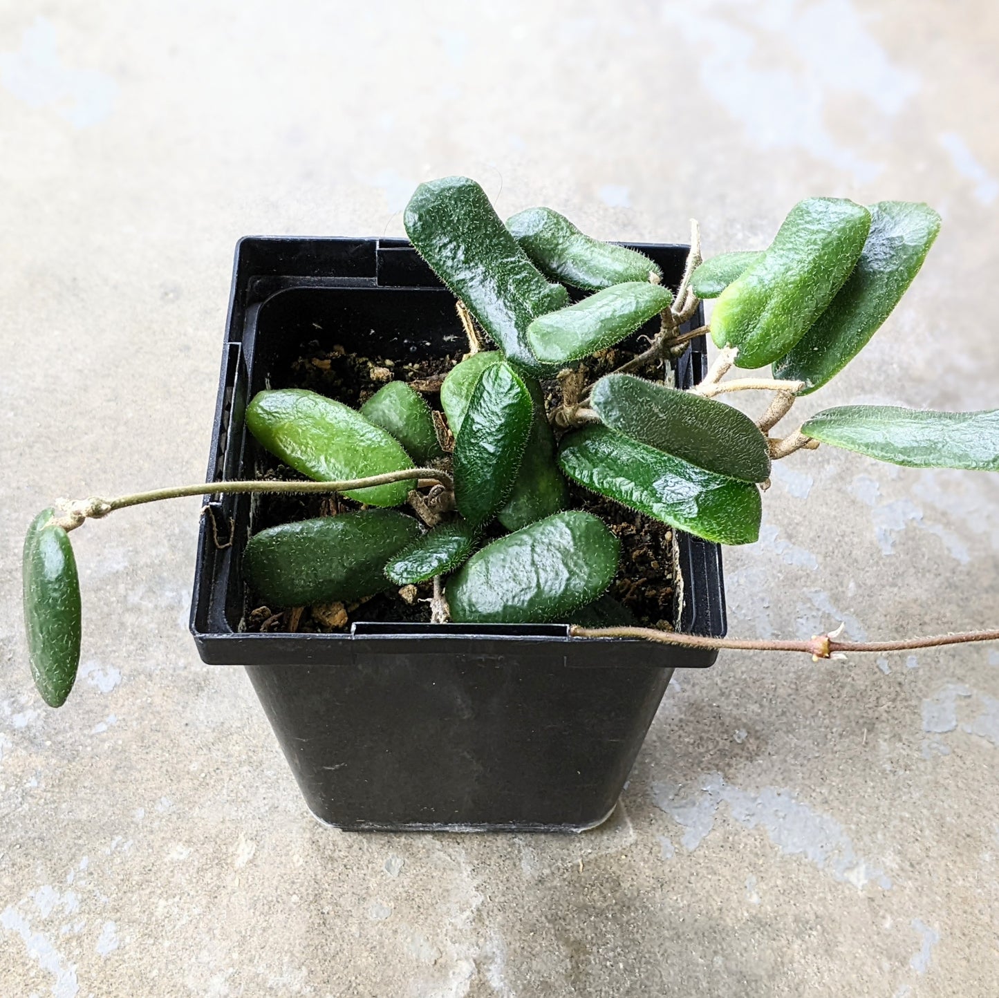 Hoya Rotundiflora