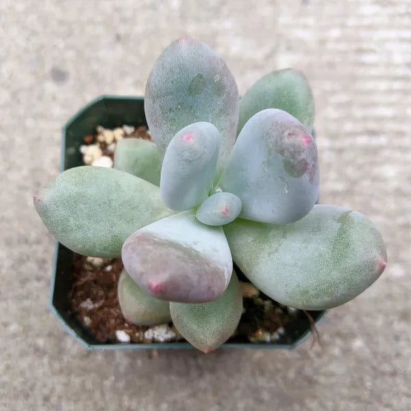 blue haze succulent Pachyphytum Blue Haze – Grow Something
