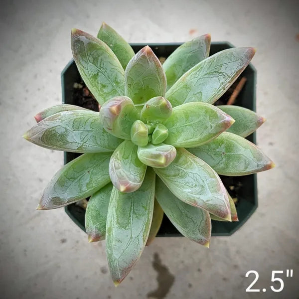 Pachyphytum Brevifolium