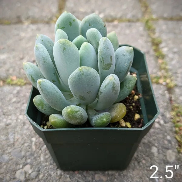 Pachyphytum Clavifolia