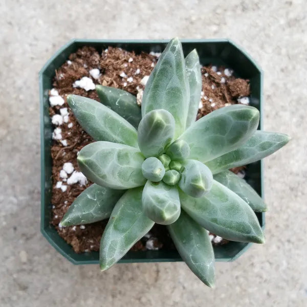 Pachyphytum Compactum Rose