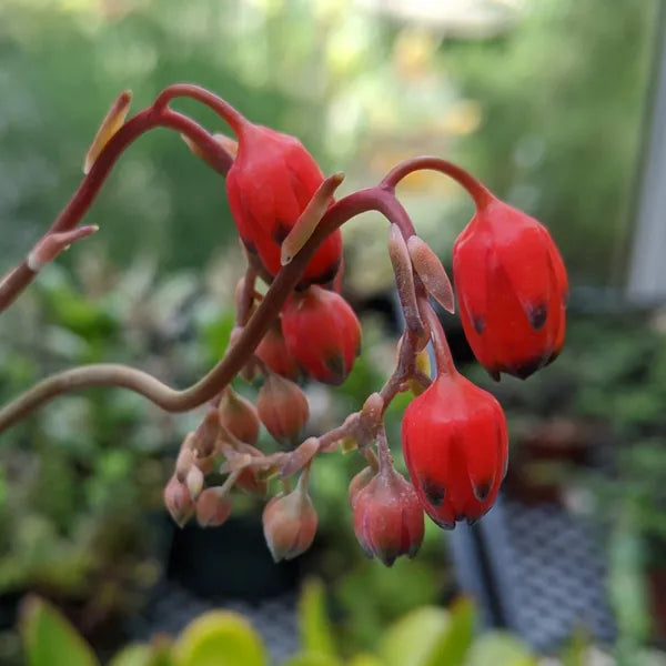 Pachyphytum Compactum Rose