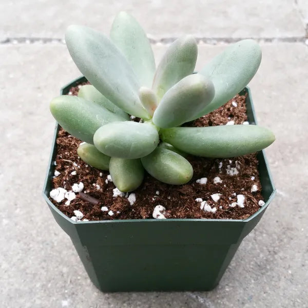 Pachyphytum Ganzhou