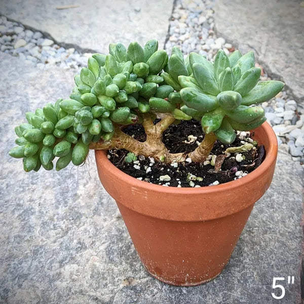 Pachyphytum Hybrid ‘Chiseled Stones’