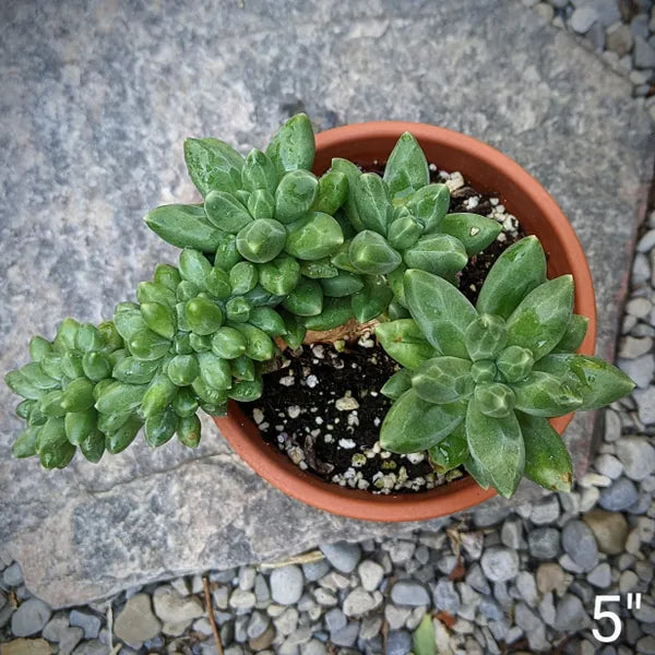 Pachyphytum Hybrid ‘Chiseled Stones’