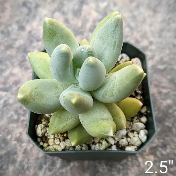 Pachyphytum Moon Silver