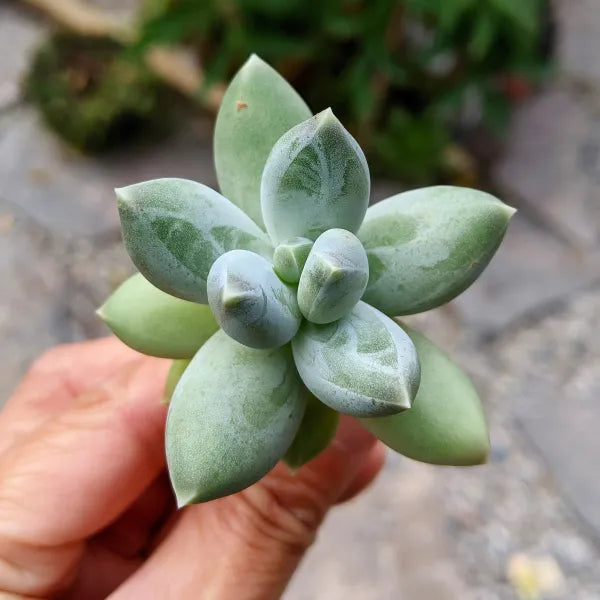 Pachyphytum Moon Silver