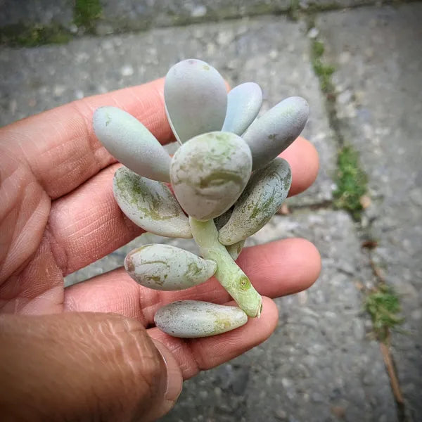 Pachyphytum Oviferum - Pink Moonstone