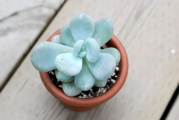 Pachyphytum Oviferum