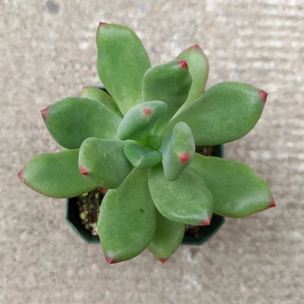 Pachyphytum ‘Doctor Cornelius’